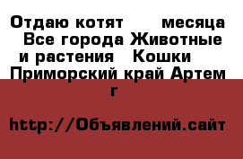 Отдаю котят. 1,5 месяца - Все города Животные и растения » Кошки   . Приморский край,Артем г.